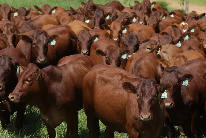 Leilão Bonsmara Santa Silvéria 2026 destaca genética adaptada ao Brasil e alta fertilidade para pecuária de corte