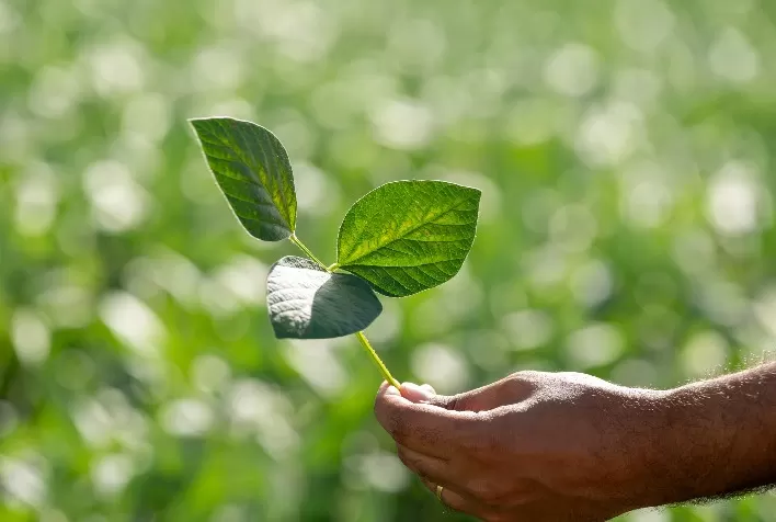 Vazio Sanitário da soja começa em Mato Grosso e Aprosoja MT alerta para combate à ferrugem asiática