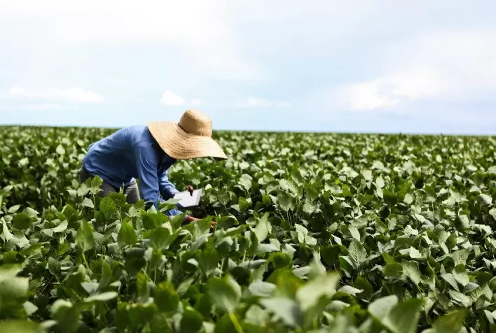 Projeto piloto de agricultura regenerativa na soja desenvolve métricas para medir sustentabilidade no campo