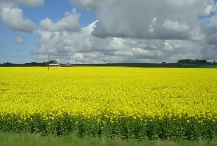 Canola e carinata ganham espaço no Sul e se consolidam como alternativas para aumentar a rentabilidade no inverno