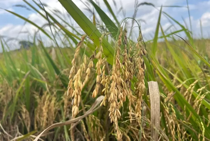 Arroz brasileiro perde espaço na União Europeia e setor cobra incentivos para ampliar exportações