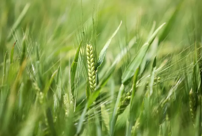 Paraná projeta safra recorde de cevada em 2026 e fortalece liderança nacional na produção
