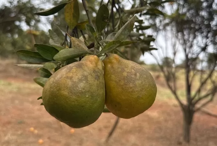 Greening avança em Goiás: Agrodefesa confirma novos focos da doença em pomares comerciais e reforça alerta aos citricultores