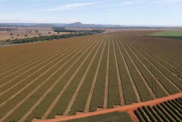 Sementes de sorgo ganham protagonismo e qualidade da produção começa antes do plantio no Brasil