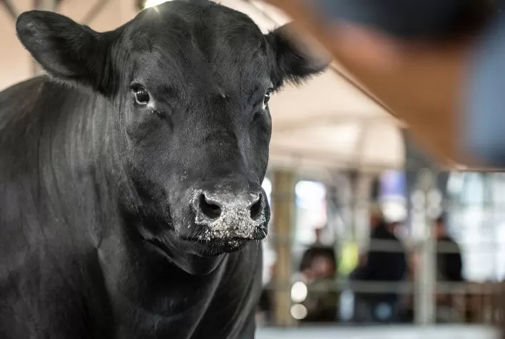 Arena dos Campeões na Fenagen 2026 aproxima público das técnicas de seleção animal em Pelotas (RS)