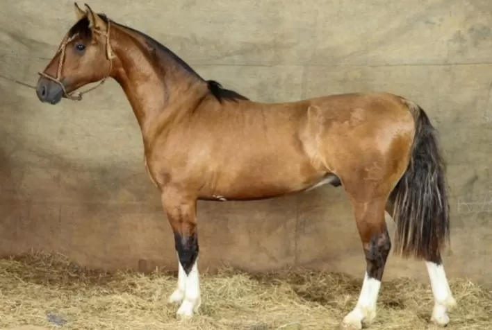 Leilão da GAP Genética movimenta R$ 3,3 milhões e avalia cavalo Crioulo em R$ 2,5 milhões