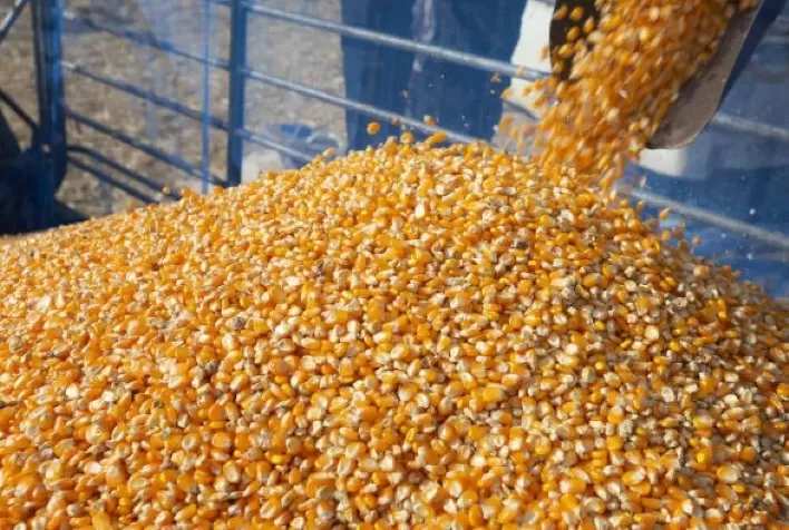 Safra de milho safrinha 2026 inicia no Paraná com expectativa de alta produtividade e grãos de qualidade