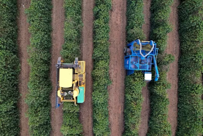 Colheita de café avança no Cerrado Mineiro e Expocacer projeta safra 40% maior em 2026/27