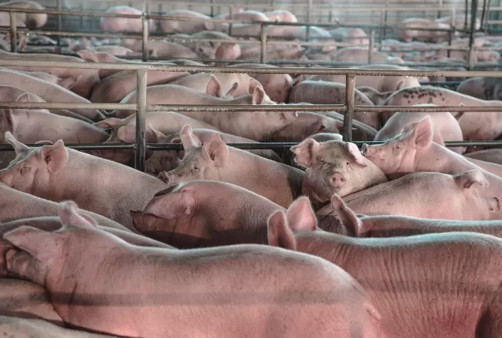 Suinocultura em foco: FACTA Conecta reúne especialistas para debater estratégias diante da pressão sobre o mercado