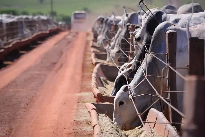 Confinamento bovino: Centro-Oeste reduz custos e volta a ganhar competitividade frente ao Sudeste