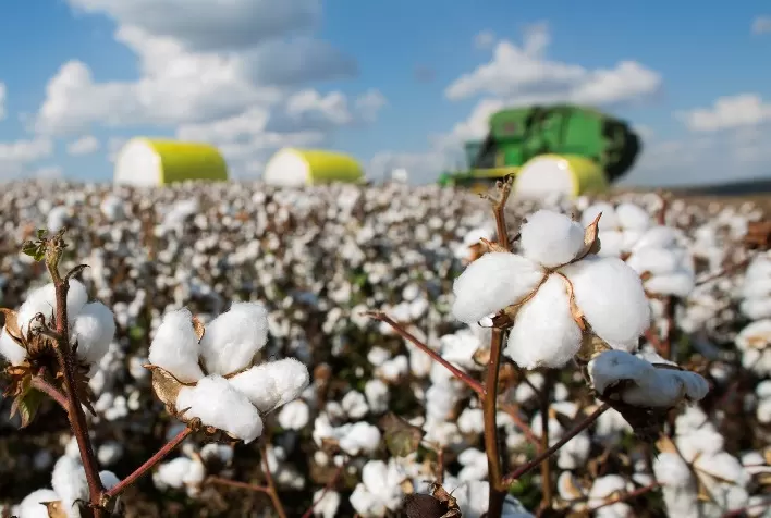Colheita do algodão avança no Brasil, mas controle do bicudo ainda domina atenção dos produtores