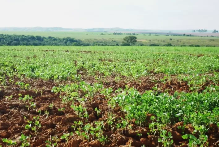 Vazio sanitário da soja impulsiona planejamento da safra 2026/27 e fortalece culturas de segunda safra em Mato Grosso