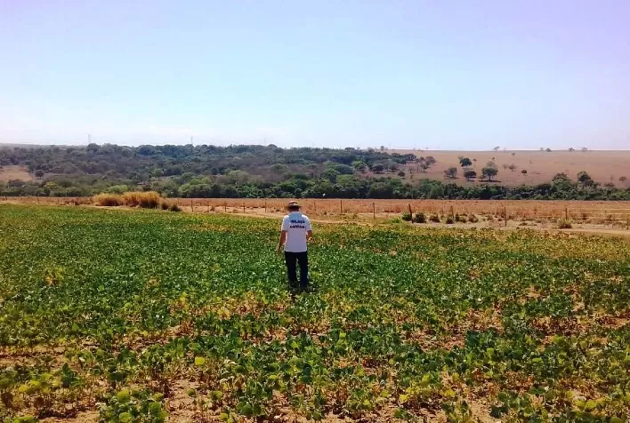 Vazio Sanitário da Soja em Goiás começa em 27 de junho e reforça combate à ferrugem asiática