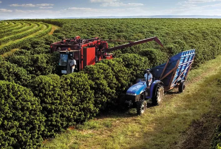 Colheita de café avança para 15,8% na área da Cooxupé, mas chuvas desaceleram trabalhos no campo