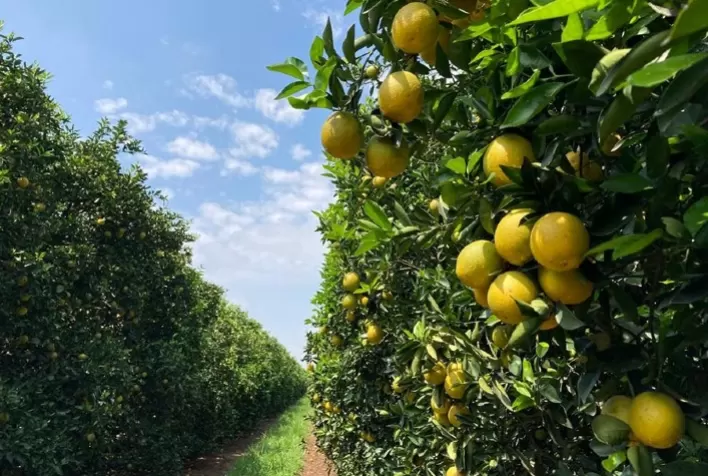 Citricultura brasileira muda de mapa: área de laranja cresce, mas avanço do greening acelera migração para novas regiões
