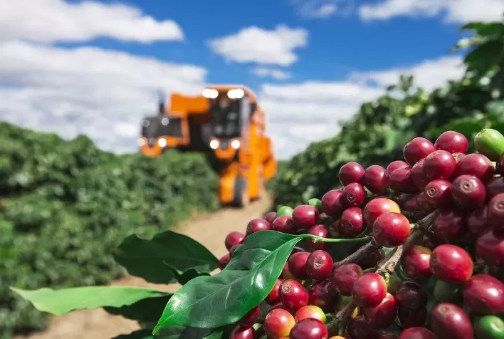 Café perde força com avanço da colheita e perspectiva de safra recorde no Brasil