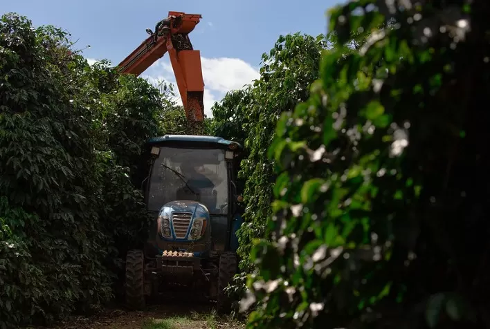 Colheita avança e clima favorece safra de café 2026 no Brasil, aponta Rabobank