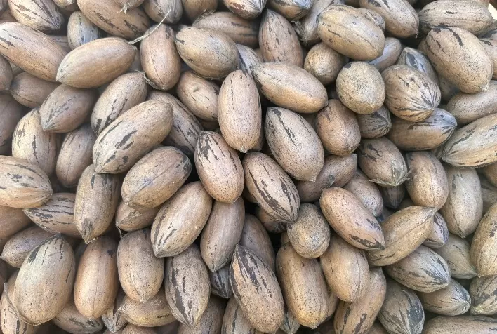 Safra de noz-pecã pode crescer, mas preços devem se manter estáveis, projeta IBPecan