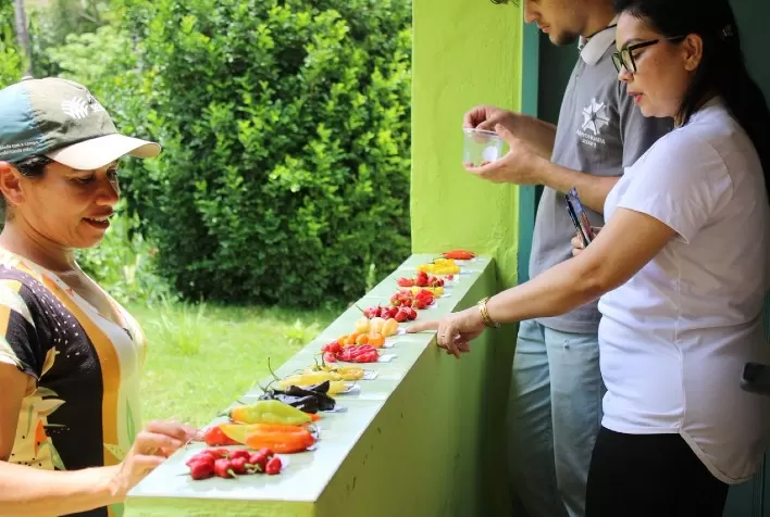 UFV lidera projeto de melhoramento genético participativo de pimentas para fortalecer a agricultura sustentável em Minas Gerais