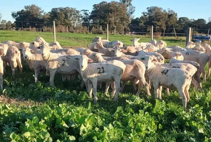 Corriedale aposta em seleção genética e uso de dados para fortalecer produção de carne e lã no Rio Grande do Sul