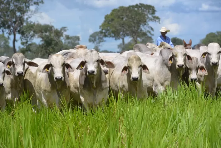 Brahman leva avanços em genética e qualidade da carne à Feicorte 2026 em Presidente Prudente