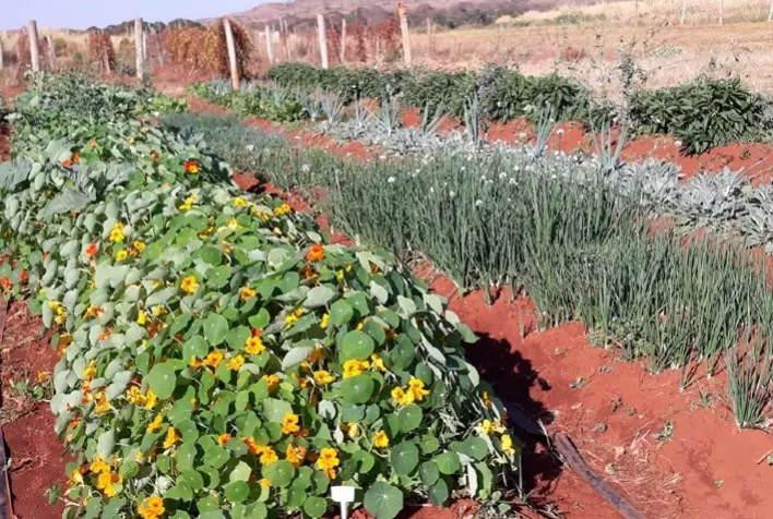 Embrapa lança cultivares de hortaliças não convencionais e amplia oferta de Plantas Alimentícias Não Convencionais no Brasil