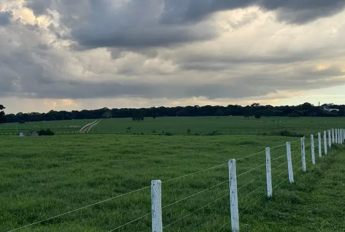 Tifton 85 conecta agro brasileiro ao Vale do Silício e ganha destaque como solução de produtividade e carbono