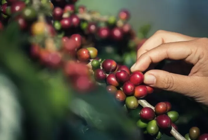 Manejo nutricional estratégico impulsiona qualidade e resiliência da cafeicultura diante de desafios climáticos, aponta especialista
