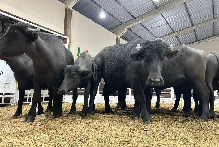 Preço do búfalo supera R$ 10/kg vivo no Rio Grande do Sul e sinaliza valorização no mercado pecuário