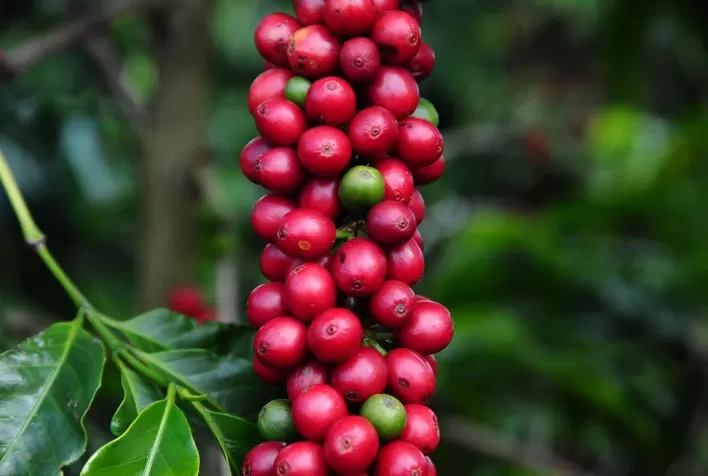 Café: mercado físico trava com feriado nos EUA, enquanto clima e estoques sustentam volatilidade em Nova York