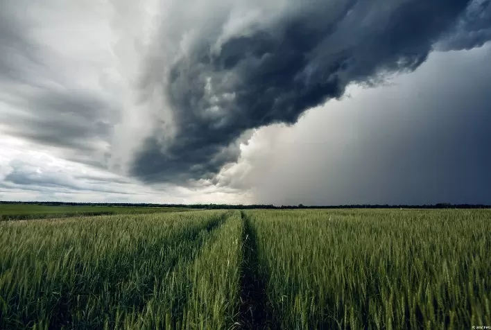 Trigo no Paraná: El Niño acende alerta para safra 2026 apesar de lavouras em boas condições