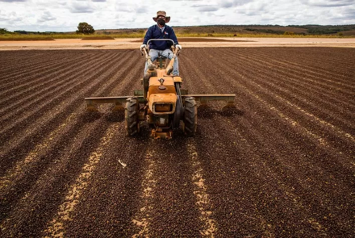 Colheita de café no Brasil avança e atinge 39% da safra 2026/27, com destaque para o conilon