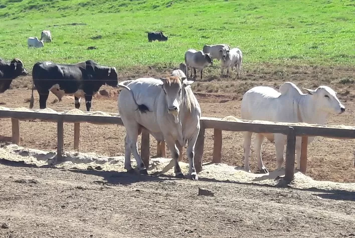 TIP na pecuária ganha força na estiagem e aumenta eficiência produtiva no sistema a pasto