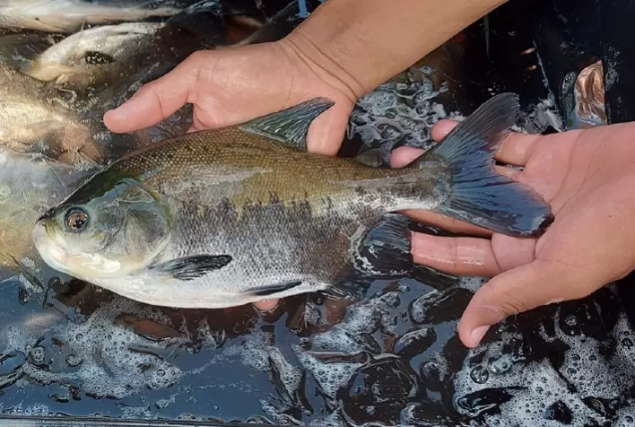 Protocolo com SIG identifica risco de contaminação entre viveiros de peixes na mesma bacia hidrográfica no Brasil