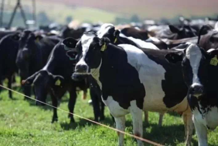 GERAR Leite da Zoetis eleva taxa de prenhez em vacas leiteiras de 36,7% para 39,4% no Brasil