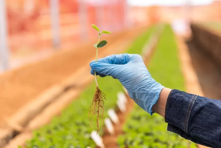 Sementes de alta tecnologia podem elevar produtividade da soja em até 15% e reforçar margem do produtor rural