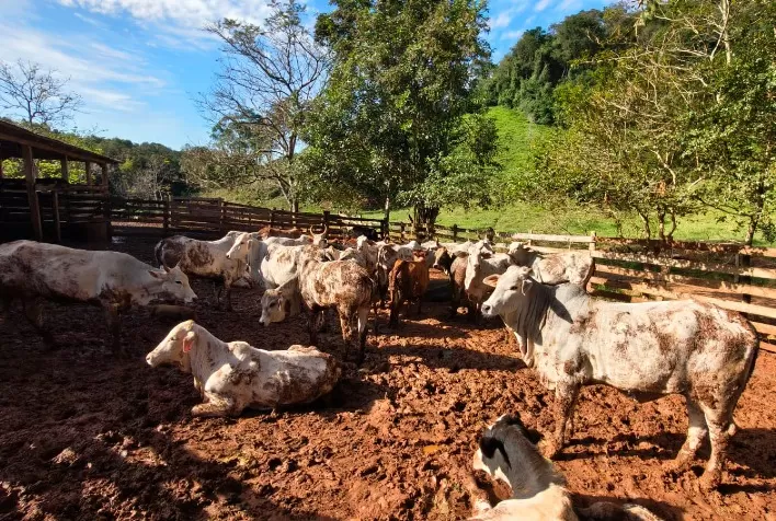 Atualização de rebanhos no Paraná atinge 67%; produtores têm até 30 de junho para regularizar cadastro