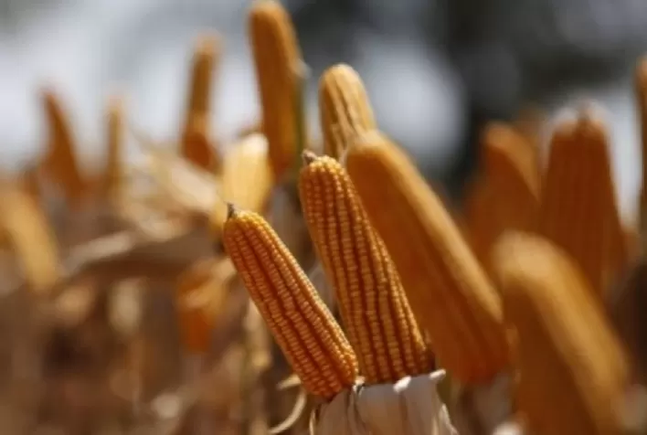 Baixa liquidez e avanço da segunda safra pressionam mercado de milho no Brasil