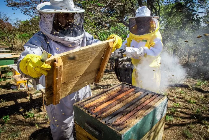 Meliponicultura ganha força no Rio Grande do Sul e destaca papel das abelhas sem ferrão na produção de alimentos