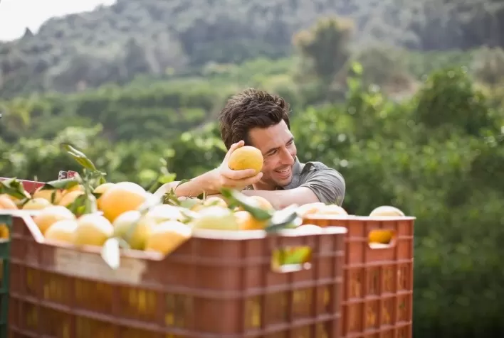 Egito e África do Sul dominam mercado global de laranja de mesa e ampliam pressão sobre concorrentes