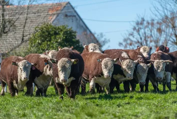 Hereford e Braford avançam na seleção genética para reduzir emissão de metano e aumentar eficiência produtiva