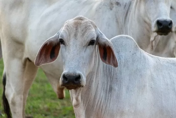 Reinserção de pecuaristas fortalece sustentabilidade, rastreabilidade e competitividade da carne bovina brasileira