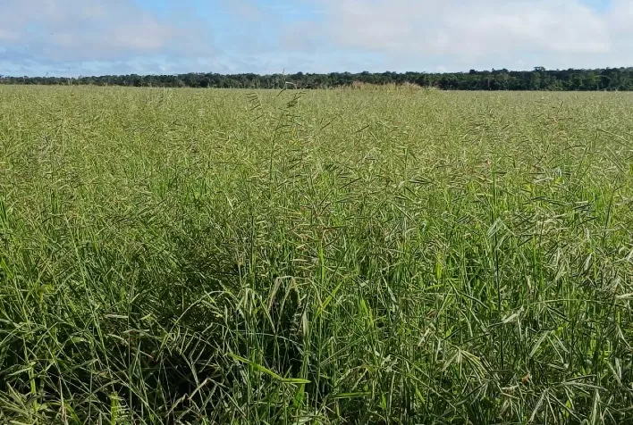 Produção de sementes de ruziziensis cai 55% e acende alerta para planejamento da safra 2025/26
