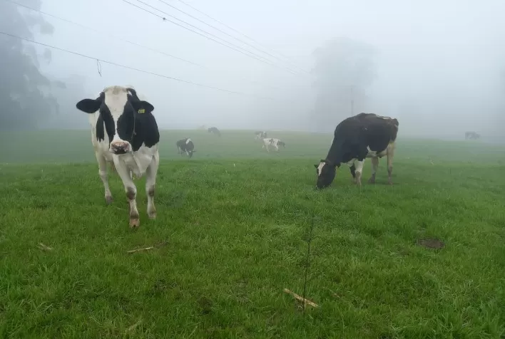 Inverno no Rio Grande do Sul exige manejo reforçado para proteger vacas leiteiras e manter a produtividade