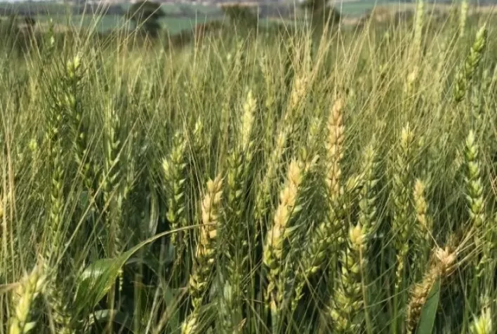 Manejo integrado pode reduzir perdas por geadas no trigo do Sul, alerta Vittia