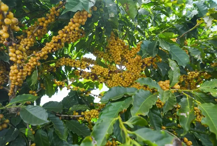 Colheita de café no Cerrado Mineiro alcança 18% da safra 2026 e chuvas atrasam trabalhos no campo