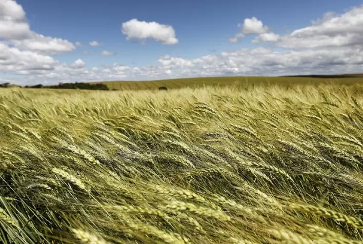 Trigo: preços variam no Sul enquanto mercado internacional recua com avanço da colheita nos EUA