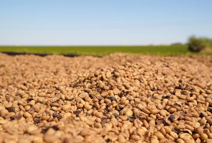 Região do Cerrado Mineiro leva cafés da nova safra 2026/27 à World of Coffee Brussels 2026 e reforça protagonismo global