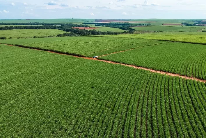 Mercado de biológicos na cana cresce 34% e ultrapassa R$ 743 milhões no Brasil