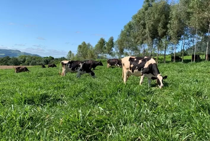 Produção de leite cresce 50% após ajustes de manejo e ordenha em fazenda no Paraná